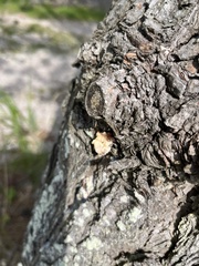Dendroctonus frontalis