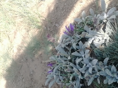 Salvia