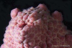 Pyura spinifera