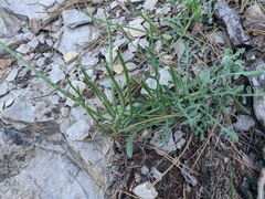 Matthiola odoratissima