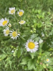 Erigeron strigosus