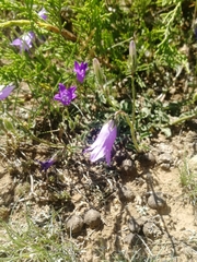 Campanula
