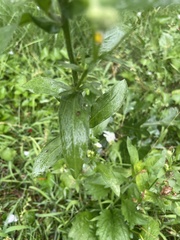 Erigeron strigosus