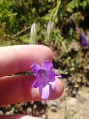 Campanula