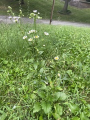 Erigeron strigosus