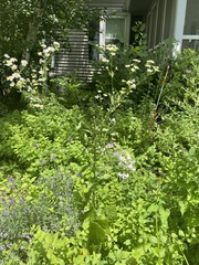 Erigeron strigosus