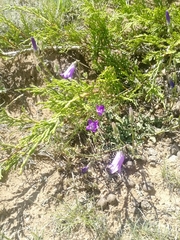 Campanula
