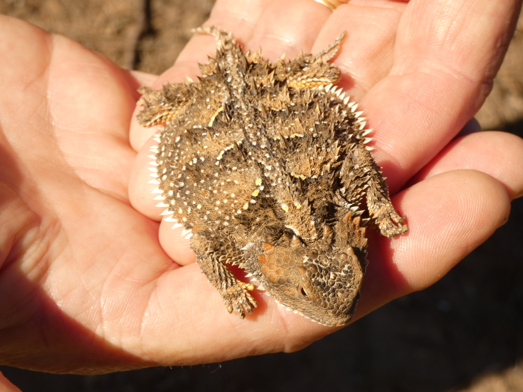 Greater Short-horned Lizard from Mars Court, Tijeras, NM, USA on July ...