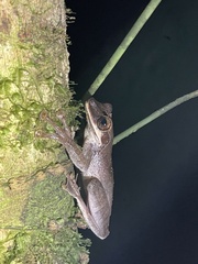 Osteocephalus planiceps