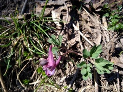 Corydalis solida solida
