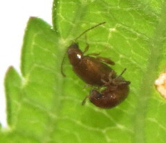 Longitarsus suspectus