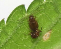 Longitarsus suspectus