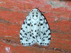 Clemensia leopardina