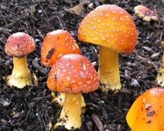 Amanita erythrocephala