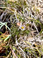 Erigeron serpentinus