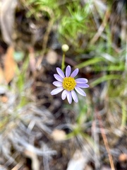 Erigeron serpentinus