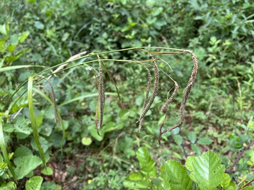 ostrica previsnutá (Carex pendula)