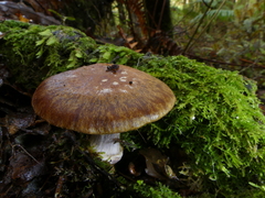 Cortinarius cupreonatus