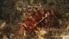 Dendrochirus brachypterus