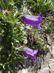 Campanula alpestris