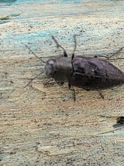 Phaenops