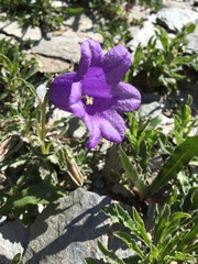 Campanula alpestris
