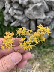 Bupleurum veronense