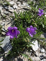 Campanula alpestris