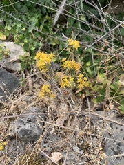 Bupleurum veronense