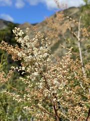 Holodiscus discolor cedrorum