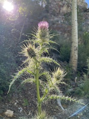Cirsium eatonii clokeyi