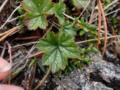Geum calthifolium