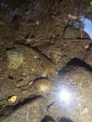 Barbatula barbatula