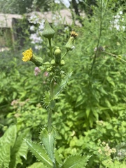 Sonchus asper