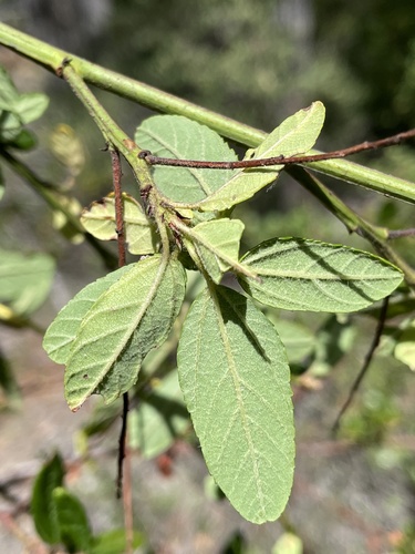 Image of Ceanothus parryi by (c) Roger Raiche, some rights reserved (CC BY)