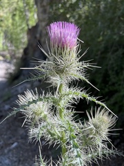 Cirsium eatonii clokeyi