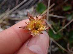 Geum calthifolium