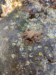 Hapalogaster