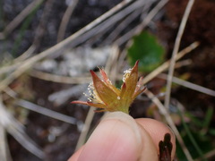 Geum calthifolium