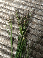 Juncus anceps
