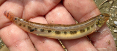 Cobitis elongatoides