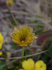 Geum calthifolium