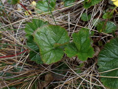 Geum calthifolium