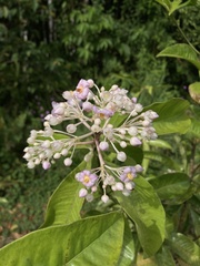 Ardisia opegrapha