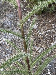 Cirsium eatonii clokeyi