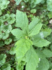 Geum canadense