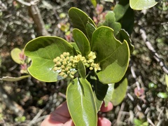 Santalum paniculatum