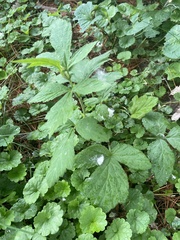 Geum canadense
