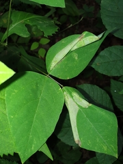 Macrosaccus morrisella