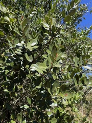Santalum paniculatum